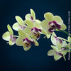 Phalaenopsis Deep Secret Hybrid, Hybrid orchid, burgundy - vanilla white yellow flowering orchid, organically grown tropical plants for sale at TOMs FLOWer CLUB