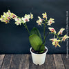 Phalaenopsis Deep Secret Hybrid, Hybrid orchid, burgundy - vanilla white yellow flowering orchid, organically grown tropical plants for sale at TOMs FLOWer CLUB