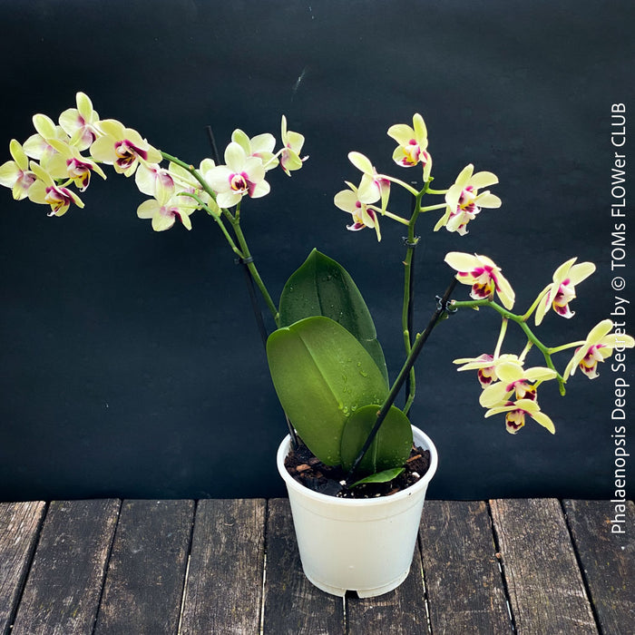 Phalaenopsis Deep Secret Hybrid, Hybrid orchid, burgundy - vanilla white yellow flowering orchid, organically grown tropical plants for sale at TOMs FLOWer CLUB