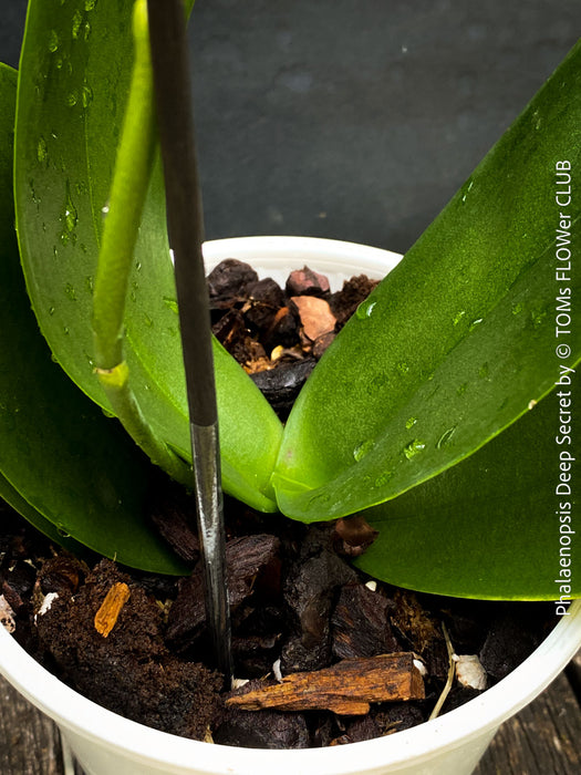 Phalaenopsis Deep Secret Hybrid, Hybrid orchid, burgundy - vanilla white yellow flowering orchid, organically grown tropical plants for sale at TOMs FLOWer CLUB