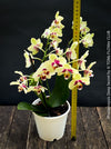 Phalaenopsis Deep Secret Hybrid, Hybrid orchid, burgundy - vanilla white yellow flowering orchid, organically grown tropical plants for sale at TOMs FLOWer CLUB