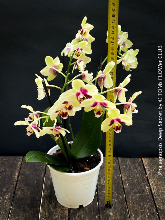 Phalaenopsis Deep Secret Hybrid, Hybrid orchid, burgundy - vanilla white yellow flowering orchid, organically grown tropical plants for sale at TOMs FLOWer CLUB