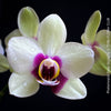 Phalaenopsis Deep Secret Hybrid, Hybrid orchid, burgundy - vanilla white yellow flowering orchid, organically grown tropical plants for sale at TOMs FLOWer CLUB