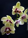 Phalaenopsis Deep Secret Hybrid, Hybrid orchid, burgundy - vanilla white yellow flowering orchid, organically grown tropical plants for sale at TOMs FLOWer CLUB