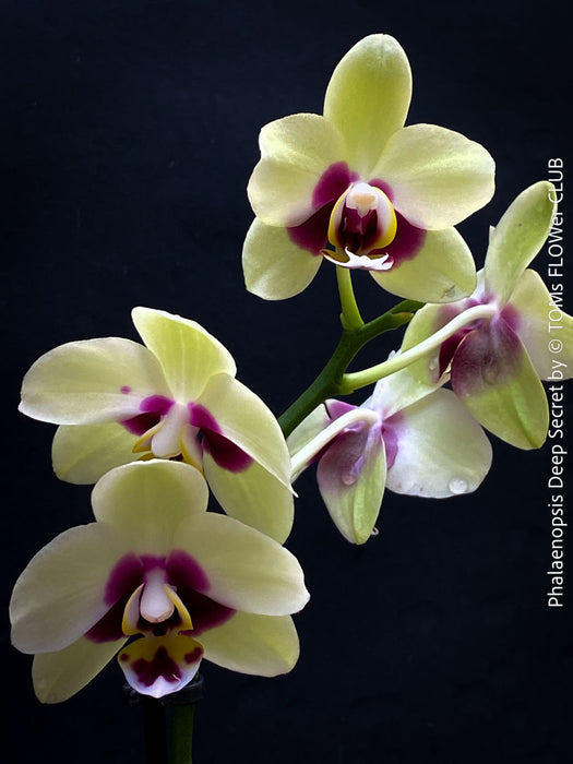 Phalaenopsis Deep Secret Hybrid, Hybrid orchid, burgundy - vanilla white yellow flowering orchid, organically grown tropical plants for sale at TOMs FLOWer CLUB