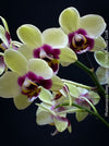 Phalaenopsis Deep Secret Hybrid, Hybrid orchid, burgundy - vanilla white yellow flowering orchid, organically grown tropical plants for sale at TOMs FLOWer CLUB