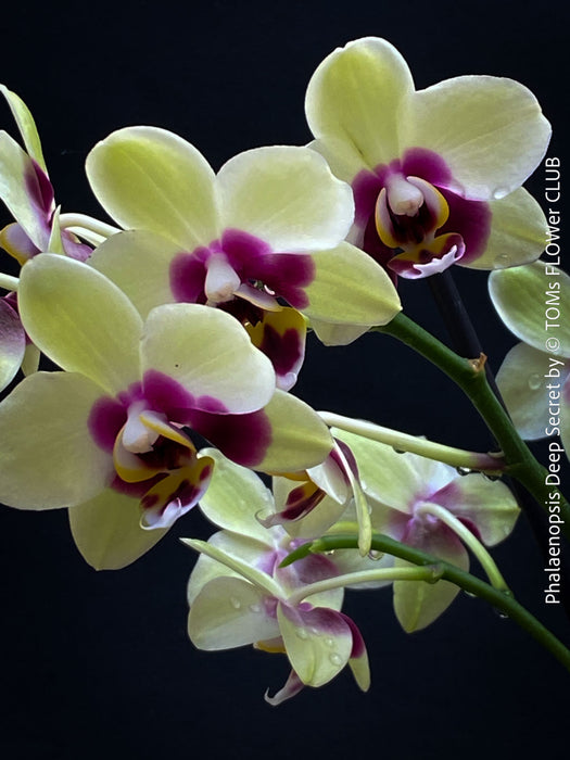 Phalaenopsis Deep Secret Hybrid, Hybrid orchid, burgundy - vanilla white yellow flowering orchid, organically grown tropical plants for sale at TOMs FLOWer CLUB