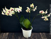Phalaenopsis Deep Secret Hybrid, Hybrid orchid, burgundy - vanilla white yellow flowering orchid, organically grown tropical plants for sale at TOMs FLOWer CLUB