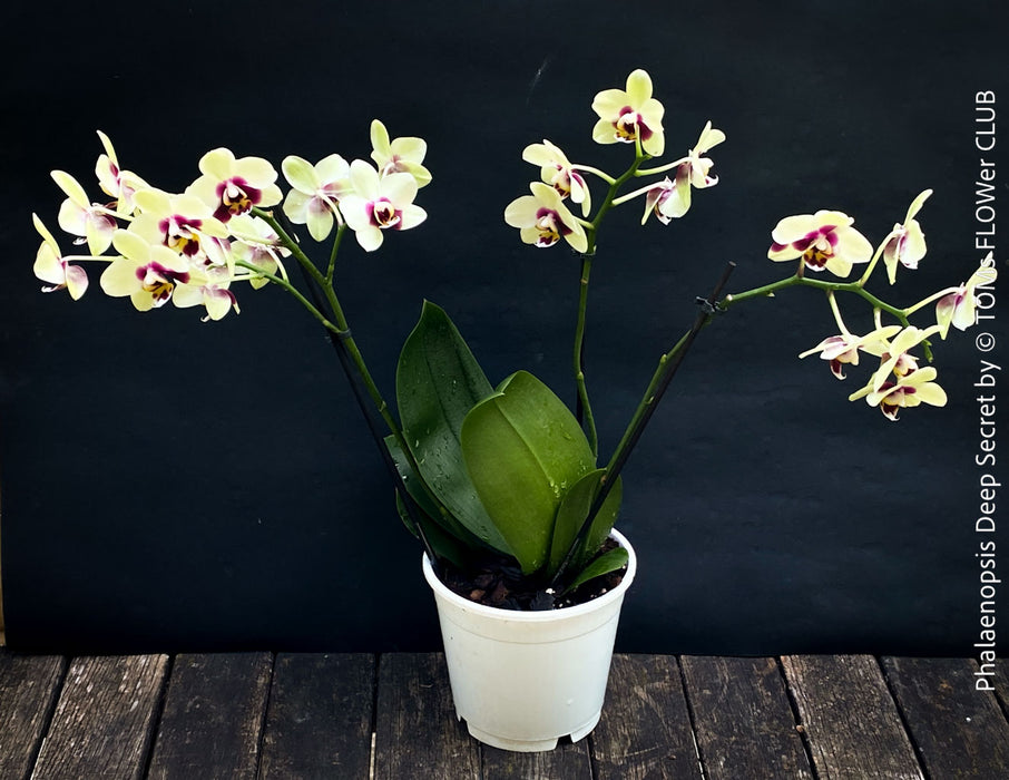 Phalaenopsis Deep Secret Hybrid, Hybrid orchid, burgundy - vanilla white yellow flowering orchid, organically grown tropical plants for sale at TOMs FLOWer CLUB