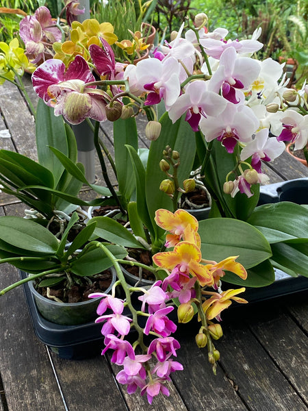 Phalaenopsis, Doritaenopsis, Hybrid orchid, colourful, flowering orchid, organically grown tropical plants for sale at TOMs FLOWer CLUB