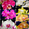 Phalaenopsis, Doritaenopsis, Hybrid orchid, colourful, flowering orchid, organically grown tropical plants for sale at TOMs FLOWer CLUB