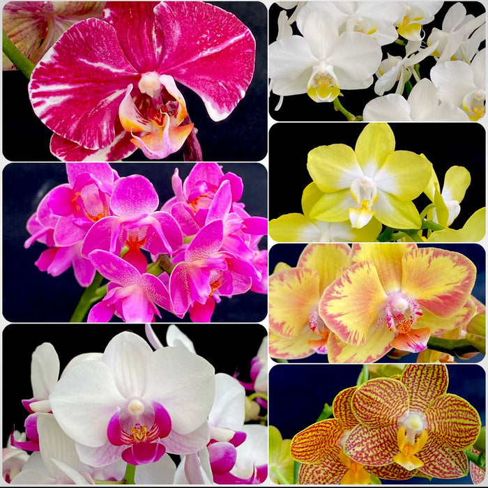 Phalaenopsis, Doritaenopsis, Hybrid orchid, colourful, flowering orchid, organically grown tropical plants for sale at TOMs FLOWer CLUB