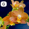 Phalaenopsis, Doritaenopsis, Hybrid orchid, colourful, flowering orchid, organically grown tropical plants for sale at TOMs FLOWer CLUB