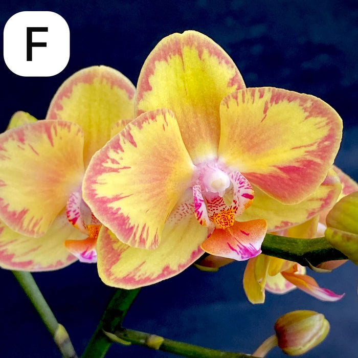 Phalaenopsis, Doritaenopsis, Hybrid orchid, colourful, flowering orchid, organically grown tropical plants for sale at TOMs FLOWer CLUB