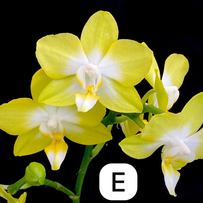 Phalaenopsis, Doritaenopsis, Hybrid orchid, colourful, flowering orchid, organically grown tropical plants for sale at TOMs FLOWer CLUB