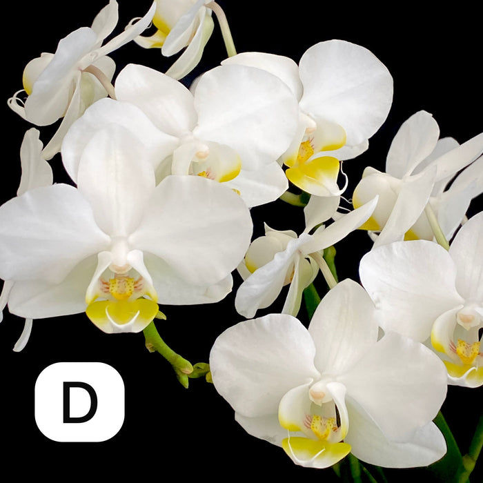 Phalaenopsis Orchid Selection