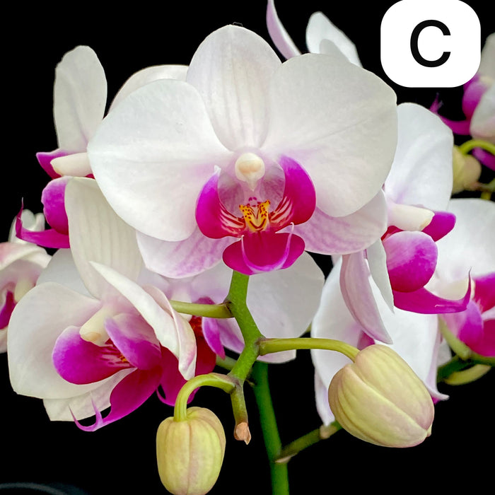 Phalaenopsis Orchid Selection