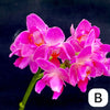 Phalaenopsis, Doritaenopsis, Hybrid orchid, colourful, flowering orchid, organically grown tropical plants for sale at TOMs FLOWer CLUB