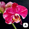 Phalaenopsis, Doritaenopsis, Hybrid orchid, colourful, flowering orchid, organically grown tropical plants for sale at TOMs FLOWer CLUB