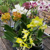 Phalaenopsis, Doritaenopsis, Hybrid orchid, colourful, flowering orchid, organically grown tropical plants for sale at TOMs FLOWer CLUB