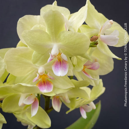 Phalaenopsis Freedanzo Canary, green yellow flowering orchid for sale at TOMs FLOWer CLUB Zurich Switzerland