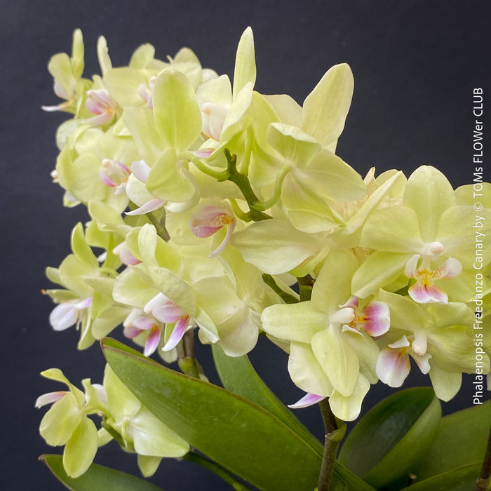 Phalaenopsis Freedanzo Canary, green yellow flowering orchid for sale at TOMs FLOWer CLUB Zurich Switzerland