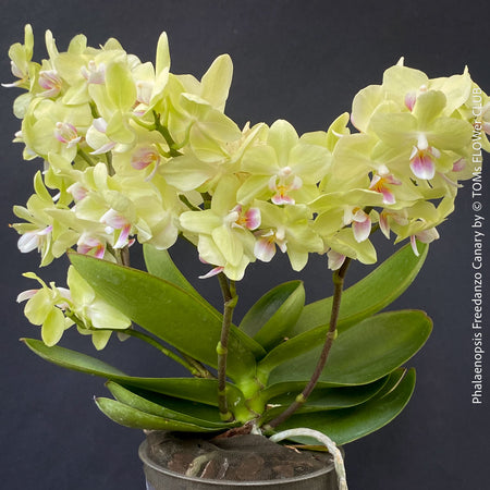 Phalaenopsis Freedanzo Canary, green yellow flowering orchid for sale at TOMs FLOWer CLUB Zurich Switzerland