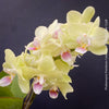 Phalaenopsis Freedanzo Canary, green yellow flowering orchid for sale at TOMs FLOWer CLUB Zurich Switzerland