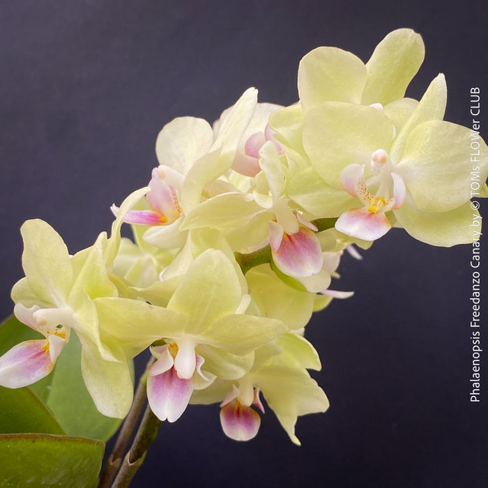 Phalaenopsis Freedanzo Canary, green yellow flowering orchid for sale at TOMs FLOWer CLUB Zurich Switzerland