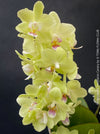Phalaenopsis Freedanzo Canary, green yellow flowering orchid for sale at TOMs FLOWer CLUB Zurich Switzerland