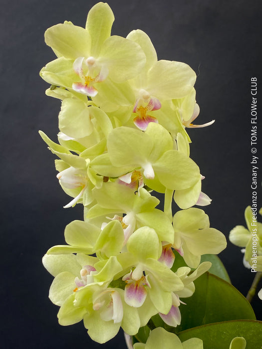 Phalaenopsis Freedanzo Canary, green yellow flowering orchid for sale at TOMs FLOWer CLUB Zurich Switzerland