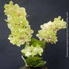 Phalaenopsis Freedanzo Canary, green yellow flowering orchid for sale at TOMs FLOWer CLUB Zurich Switzerland
