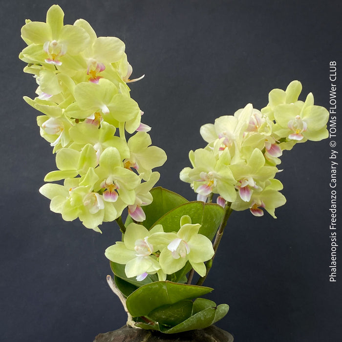 Phalaenopsis Freedanzo Canary, green yellow flowering orchid for sale at TOMs FLOWer CLUB Zurich Switzerland