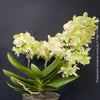 Phalaenopsis Freedanzo Canary, green yellow flowering orchid for sale at TOMs FLOWer CLUB Zurich Switzerland