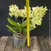 Phalaenopsis Freedanzo Canary, green yellow flowering orchid for sale at TOMs FLOWer CLUB Zurich Switzerland