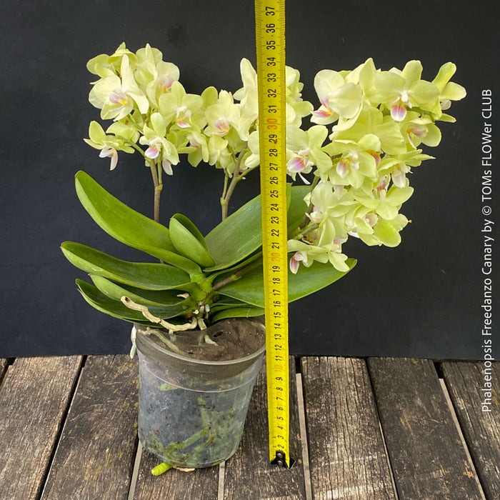 Phalaenopsis Freedanzo Canary, green yellow flowering orchid for sale at TOMs FLOWer CLUB Zurich Switzerland