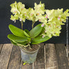 Phalaenopsis Freedanzo Canary, green yellow flowering orchid for sale at TOMs FLOWer CLUB Zurich Switzerland