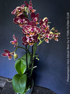 Phalaenopsis I-Hsin Adzuki Bean, burgundy spot flowering orchid for sale at TOMs FLOWer CLUB Zurich Switzerland