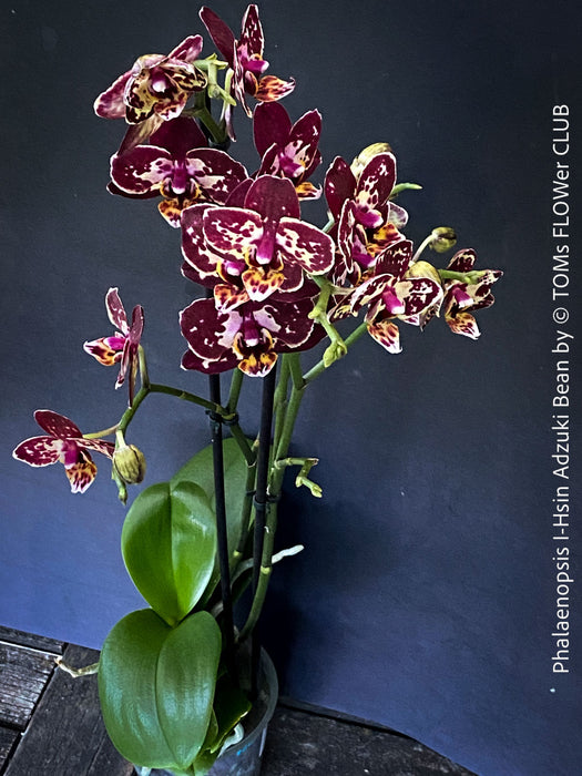 Phalaenopsis I-Hsin Adzuki Bean, burgundy spot flowering orchid for sale at TOMs FLOWer CLUB Zurich Switzerland