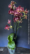 Phalaenopsis I-Hsin Adzuki Bean, burgundy spot flowering orchid for sale at TOMs FLOWer CLUB Zurich Switzerland