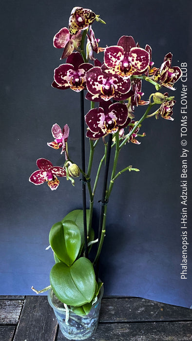 Phalaenopsis I-Hsin Adzuki Bean, burgundy spot flowering orchid for sale at TOMs FLOWer CLUB Zurich Switzerland