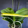 Phalaenopsis I-Hsin Adzuki Bean, burgundy spot flowering orchid for sale at TOMs FLOWer CLUB Zurich Switzerland