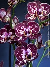 Phalaenopsis I-Hsin Adzuki Bean, burgundy spot flowering orchid for sale at TOMs FLOWer CLUB Zurich Switzerland