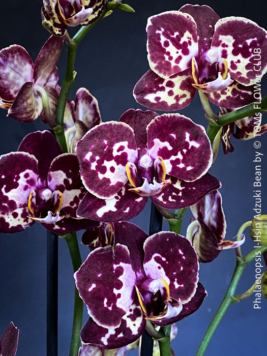 Phalaenopsis I-Hsin Adzuki Bean, burgundy spot flowering orchid for sale at TOMs FLOWer CLUB Zurich Switzerland
