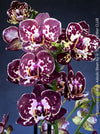 Phalaenopsis I-Hsin Adzuki Bean, burgundy spot flowering orchid for sale at TOMs FLOWer CLUB Zurich Switzerland