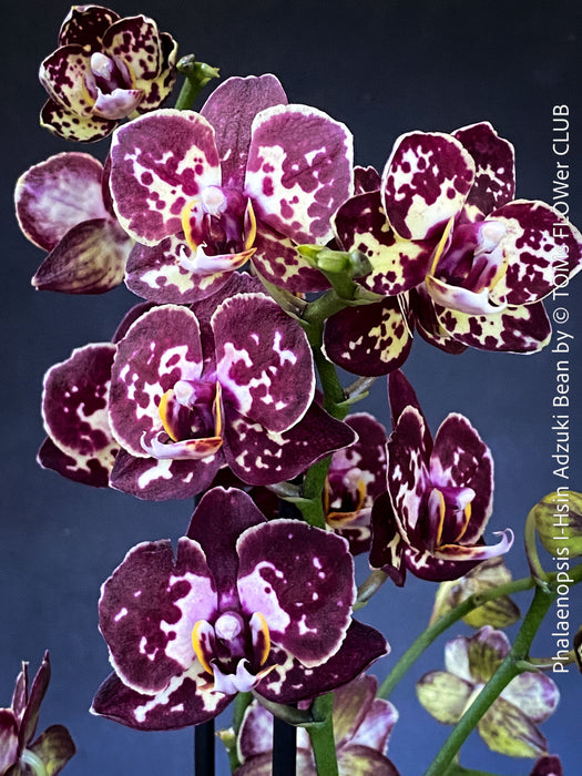 Phalaenopsis I-Hsin Adzuki Bean, burgundy spot flowering orchid for sale at TOMs FLOWer CLUB Zurich Switzerland