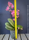 Small orchid plant with pink flowers on windowsill TOMs FLOWer CLUB