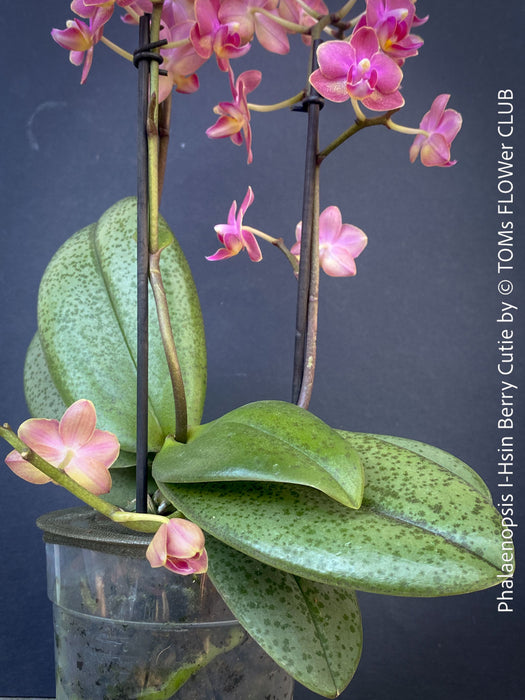 Small orchid plant with pink flowers on windowsill TOMs FLOWer CLUB