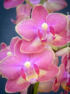 Pink flowers of Phalaenopsis I Hsin Berry Cutie mini orchid for sale at TOMs FLOWer CLUB