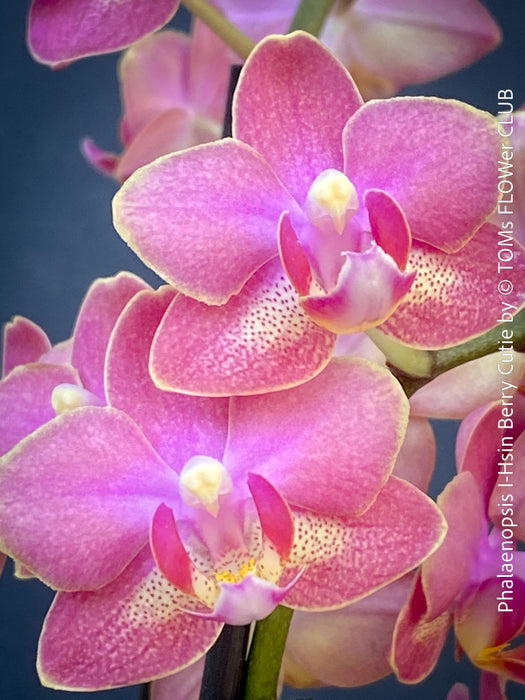Pink flowers of Phalaenopsis I Hsin Berry Cutie mini orchid for sale at TOMs FLOWer CLUB